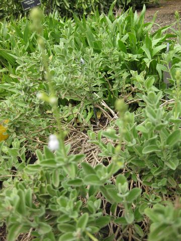 File:360px-IMG 5090 hunt0904.jpg