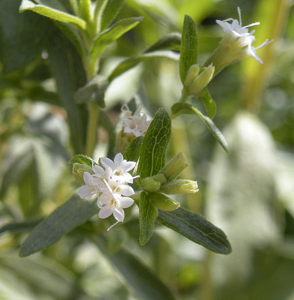 File:589px-Stevia rebaudiana flowers.jpg
