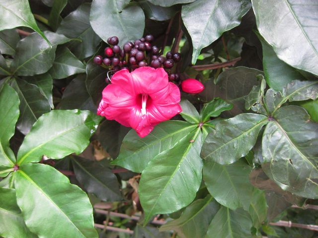 File:640px-IMG 1781 hunt09oct.jpg