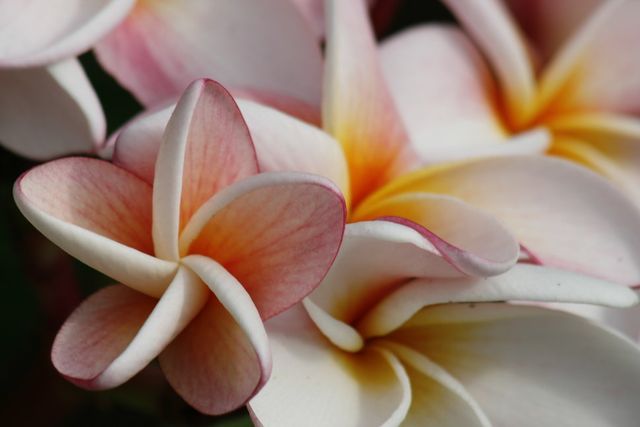 File:640px-MG 2095-549.jpg