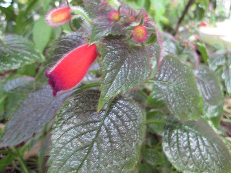 File:1280px-IMG 1762 hunt09oct.jpg