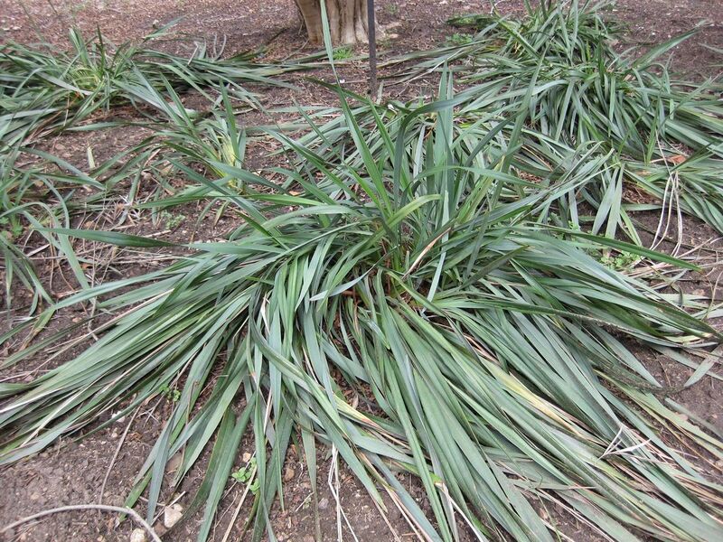 File:1280px-IMG 4547 hunt0904.jpg