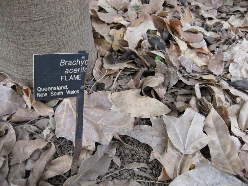 File:1280px-IMG 4779 hunt0904.jpg