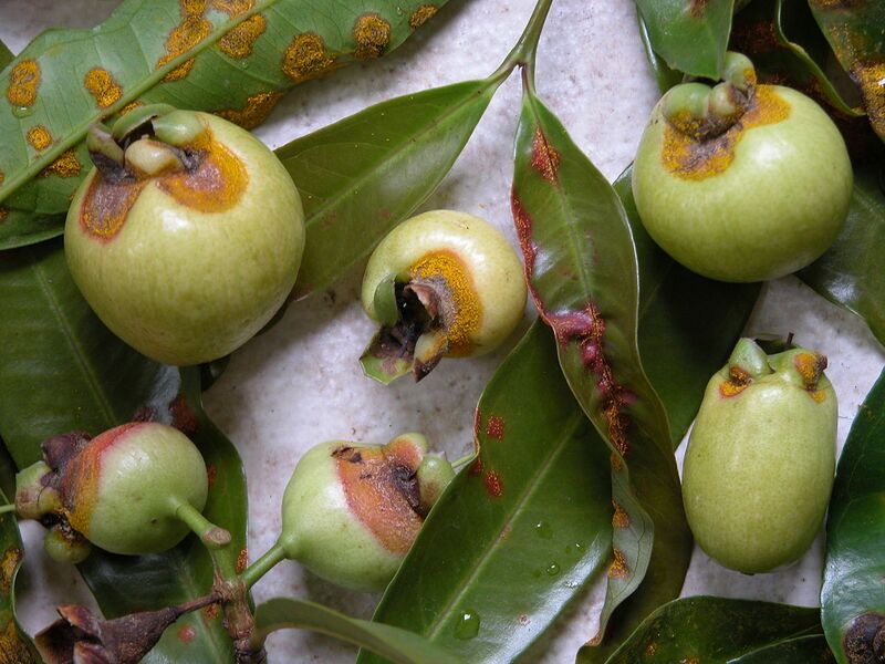 File:1280px-RoseApple03 NeoRust Asit.jpg