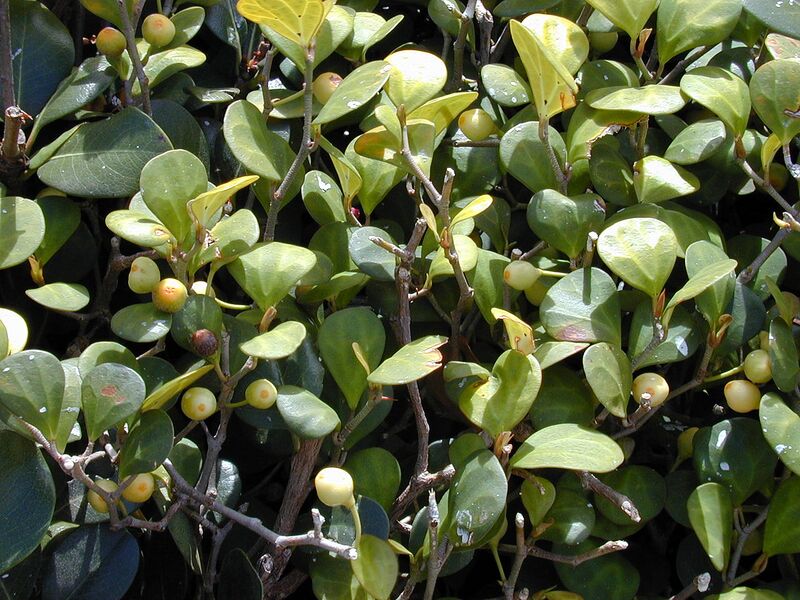 File:1280px-Starr 010425-0111 Ficus deltoidea.jpg