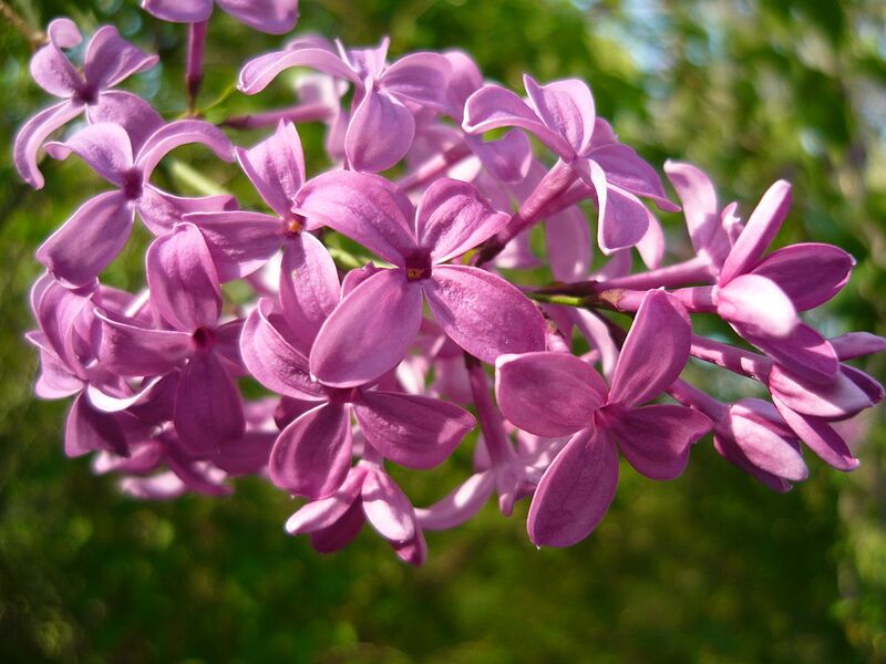 File:1280px-Syringa x chinensis3.JPG