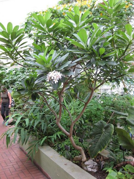 File:576px-IMG 0928 bbg09.jpg