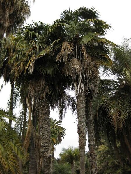 File:576px-IMG 4043 hunt0904.jpg