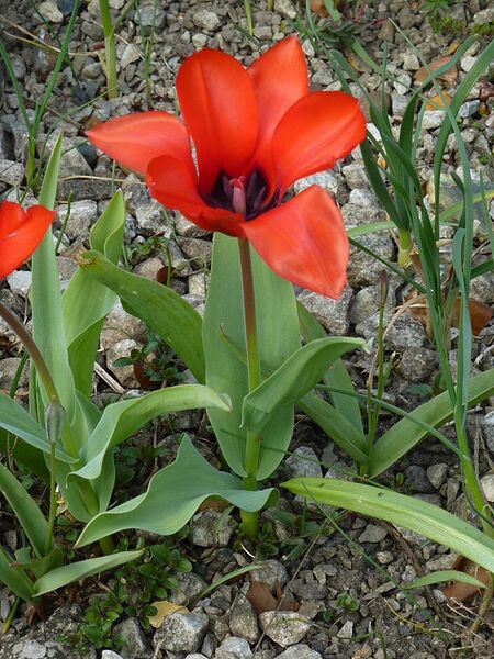 File:576px-Tulipa turkestanica (Liliaceae) plant.jpg