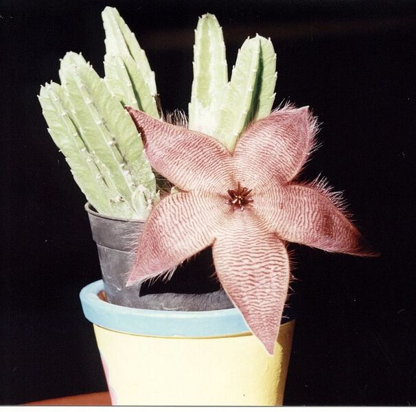 File:776px-Flordecactus2.jpg