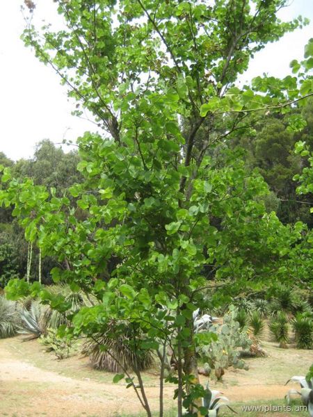 File:Bauhinia purpurea-IMG 3212 lokrun.jpg