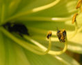 Thumbnail for version as of 08:00, 9 June 2007