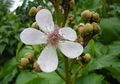 Thumbnail for version as of 14:38, 9 September 2007