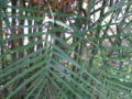 Thumbnail for version as of 09:46, 23 May 2007