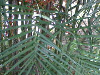Chamaedorea seifrizii
