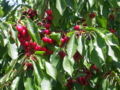 Thumbnail for version as of 15:29, 16 September 2007