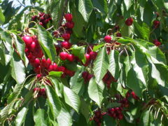 Cherries in an orchard