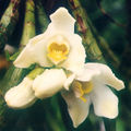 Thumbnail for version as of 10:42, 2 May 2007