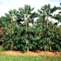 Coffee plant in Uganda