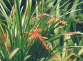 Thumbnail for version as of 11:23, 2 May 2007