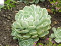 Thumbnail for version as of 20:34, 3 January 2009