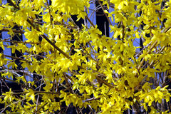 Forsythia × intermedia