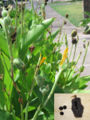 Detail of the seed pods and seeds.