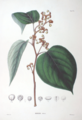 Image from Flora Japonica by Philipp Franz von Siebold and Joseph Gerhard Zuccarini