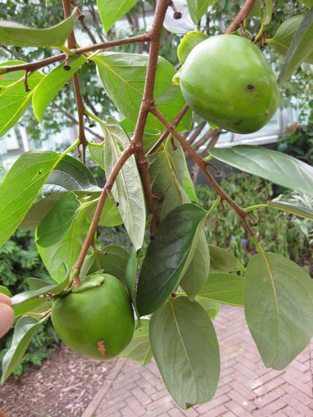 File:IMG 0812 bbg09.jpg