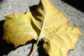Thumbnail for version as of 04:46, 27 May 2007