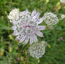 Great Masterwort