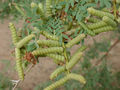 Thumbnail for version as of 04:47, 27 April 2007