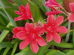 Cyrtanthus elatus (syn. Vallota speciosa)