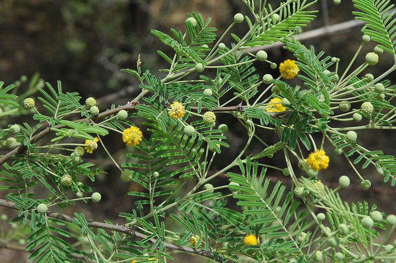 File:1024px-Acacia-aroma.jpg