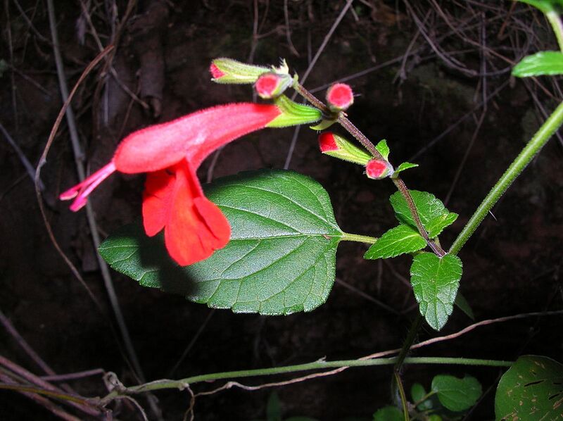 File:1024px-Starr 041229-2784 Salvia coccinea.jpg