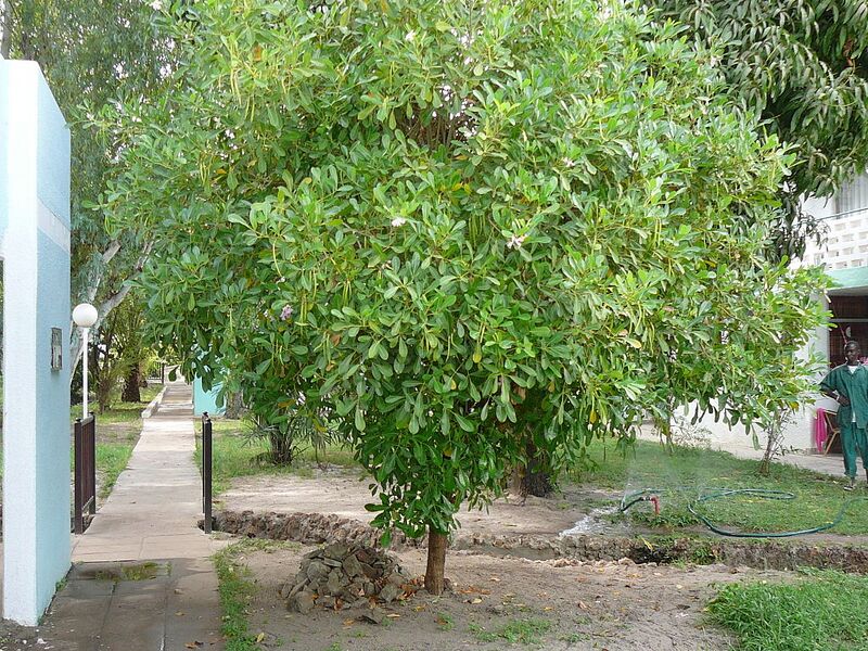 File:1024px-Tabebuia rosea 0006.jpg