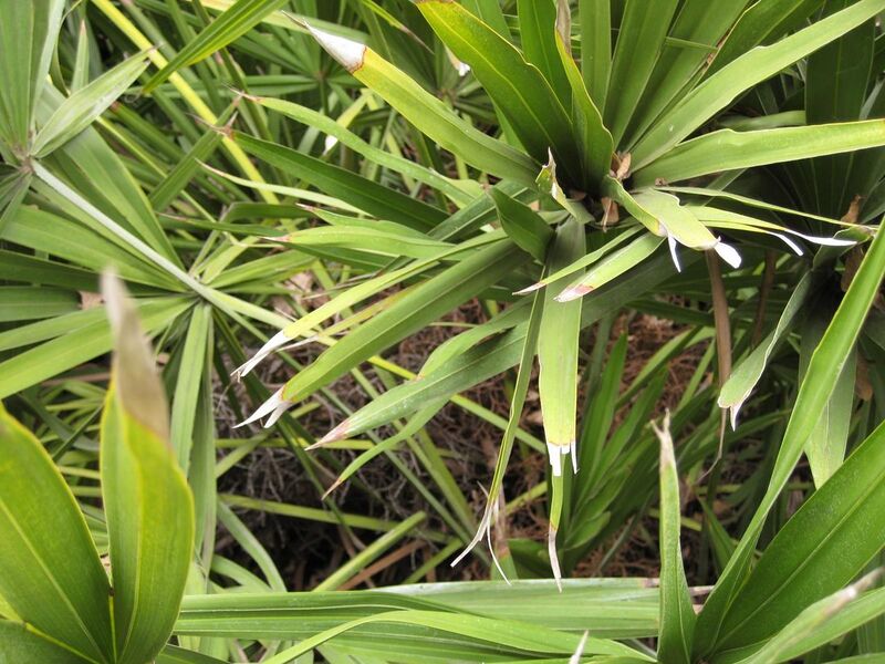 File:1280px-IMG 3938 hunt0904.jpg