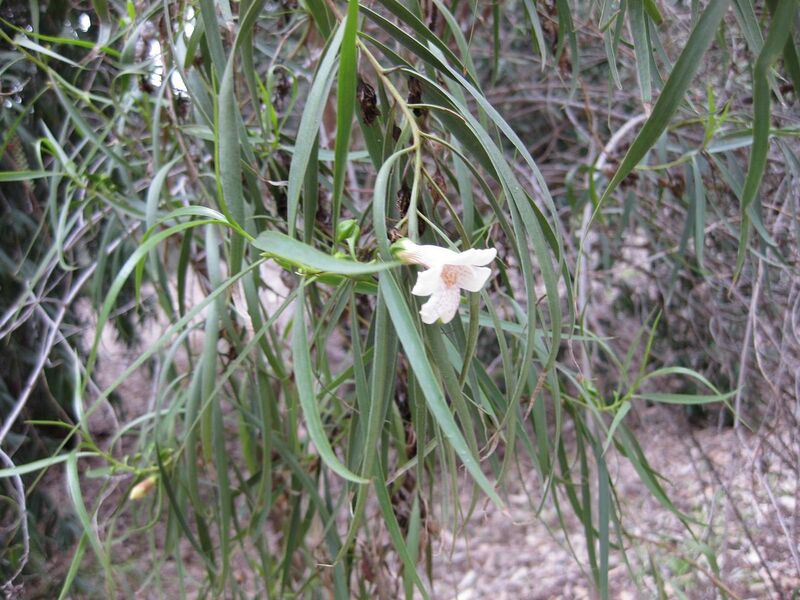 File:1280px-IMG 4857 hunt0904.jpg