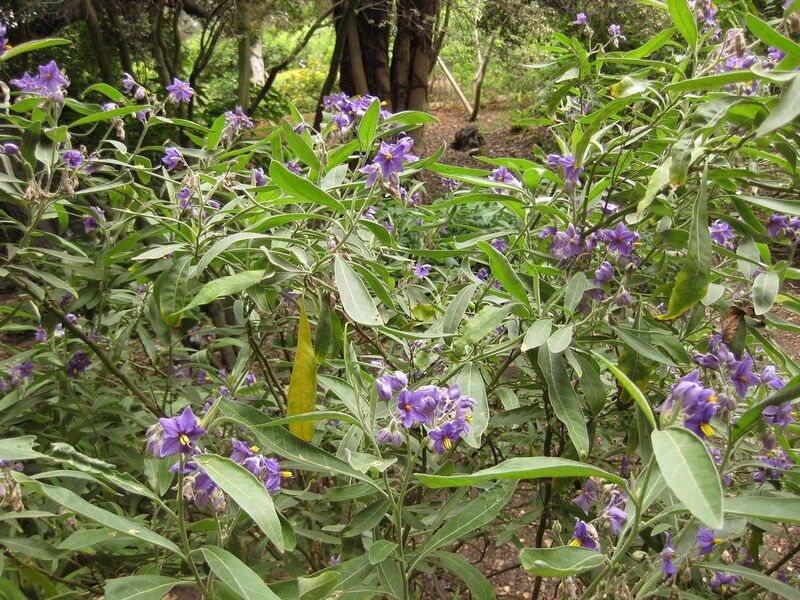 File:1280px-IMG 7013 hunt09jun.jpg