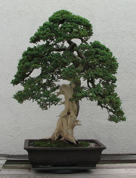 File:779px-Dwarf Japanese Juniper, 1975-2007.jpg
