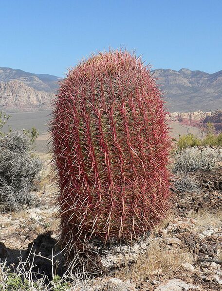 File:779px-Ferocactus cylindraceus 12.jpg