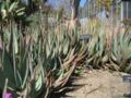 Aloe aculeata