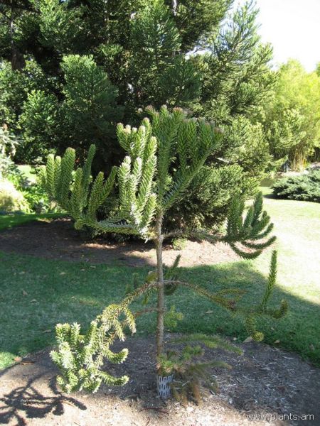 File:Araucaria muelleri-IMG 0554 hunt07.jpg