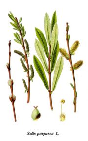 Purple Willow illustration