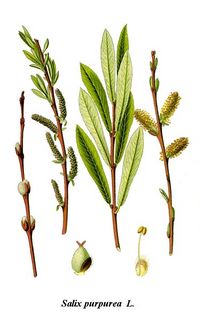 Purple Willow illustration