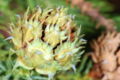 'Elegans' mature cone