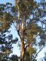 Thumbnail for version as of 06:41, 14 October 2007