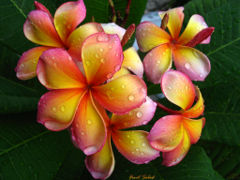 Plumeria 'Fruit Salad'