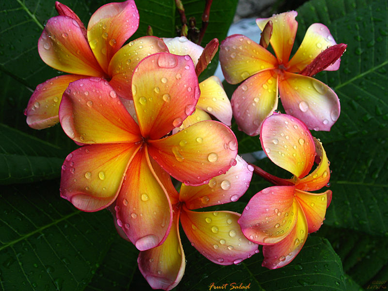 File:Fruit Salad Plumeria-6001.jpg