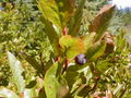 Thumbnail for version as of 11:24, 10 August 2007